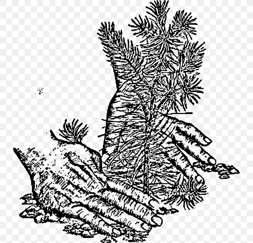 Spruce Fir Tree Black Oak Clip Art, PNG, 734x787px, Spruce, Art, Black And White, Black Oak, Branch Download Free
