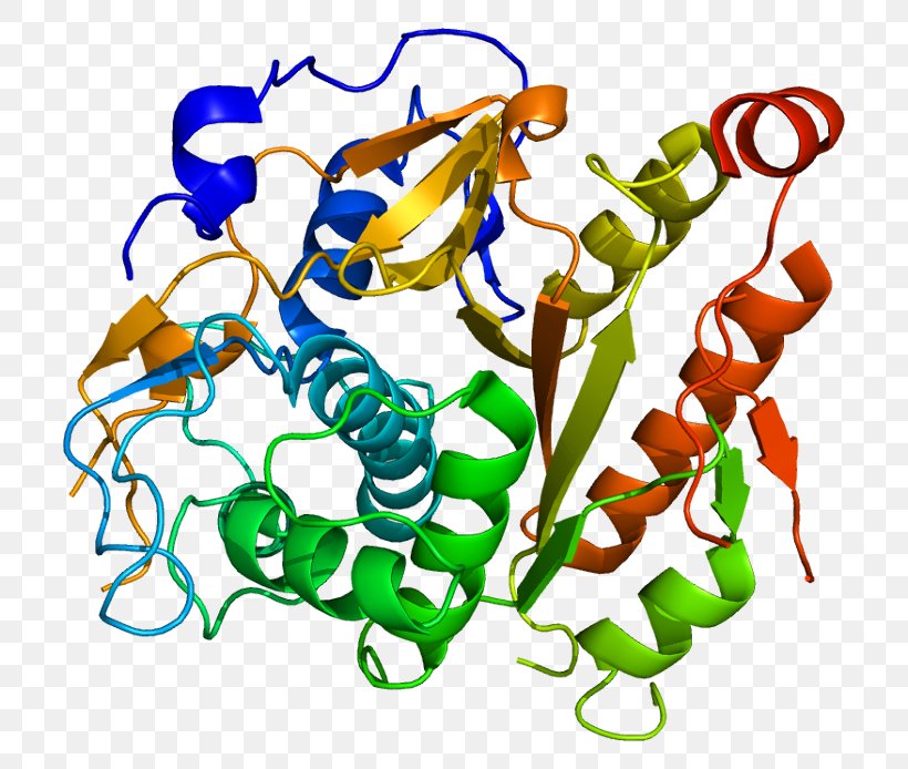 ATG4B Protein Biochemistry Enzyme Gene, PNG, 756x694px, Protein, Animal Figure, Area, Artwork, Biochemistry Download Free