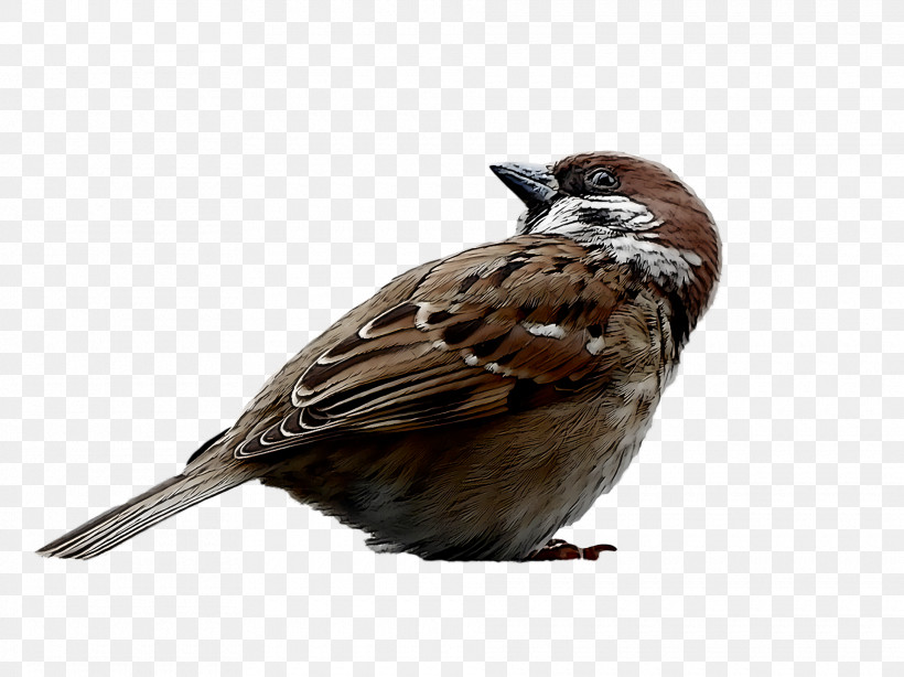 Bird, PNG, 1920x1438px, Bird, Beak, House Sparrow, Perching Bird, Song Sparrow Download Free