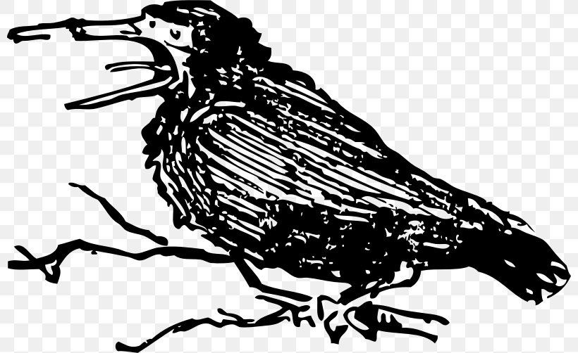 Crow Clip Art, PNG, 800x502px, Crow, Artwork, Beak, Bird, Black And White Download Free