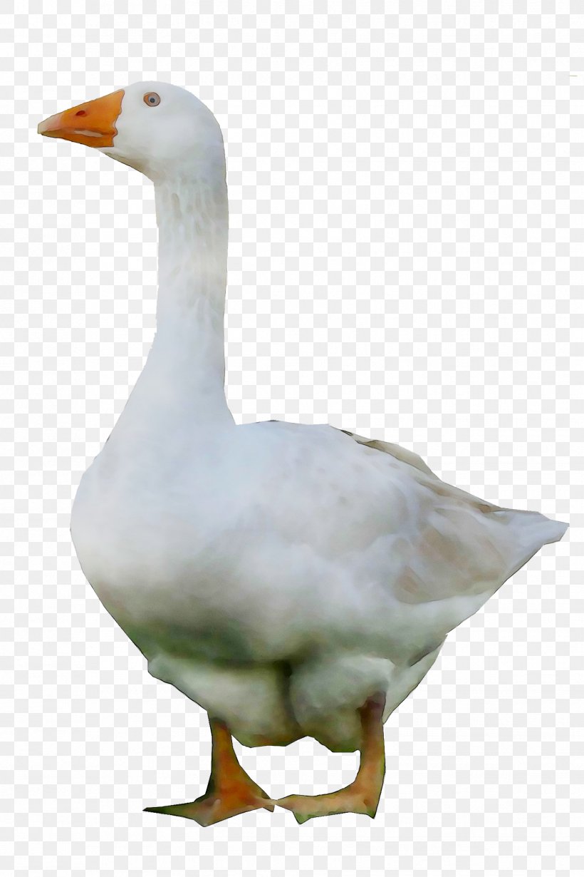 Duck Goose Grey Geese Water Fowl, PNG, 1756x2634px, Duck, Author, Beak, Bird, Ducks Geese And Swans Download Free