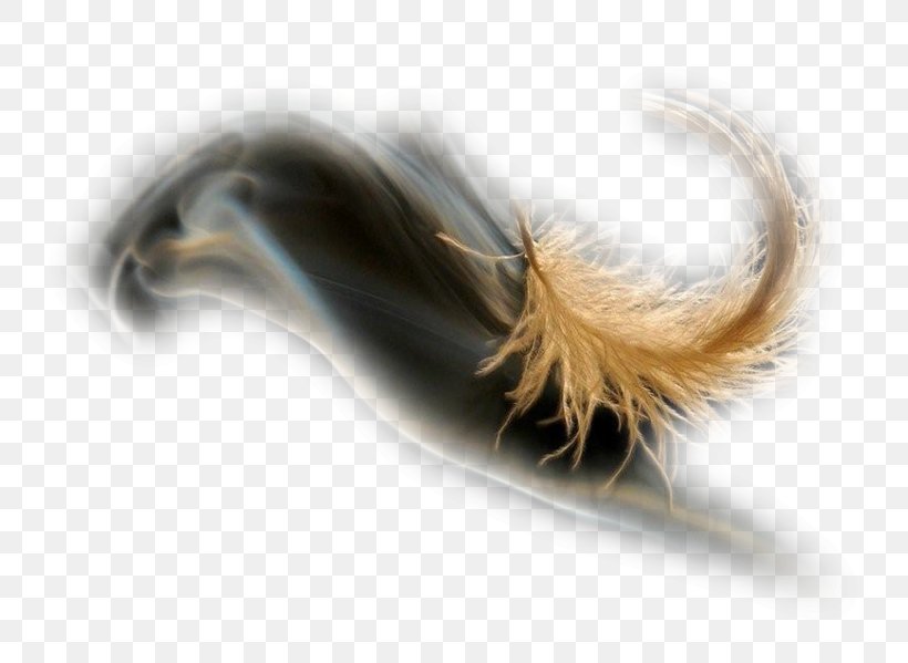 Feather Invertebrate Tail, PNG, 800x599px, Feather, Fur, Invertebrate, Tail, Wing Download Free