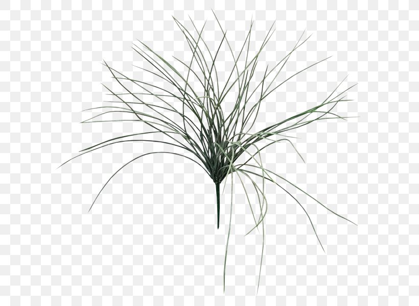 Grasses Leaf Shrub Fern Plant Stem, PNG, 800x600px, Grasses, Black And White, Branch, Fern, Fittonia Download Free