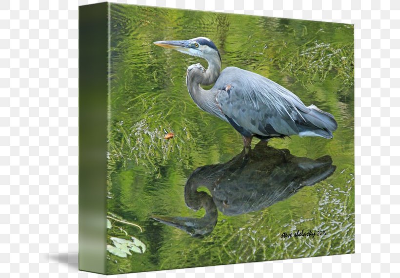 Heron Nature Reserve Fauna Stork Beak, PNG, 650x571px, Heron, Beak, Bird, Ciconiiformes, Crane Download Free