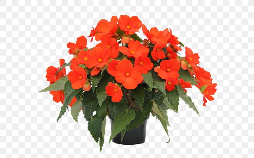 Houseplant Begonia Boliviensis Annual Plant Flowering Plant, PNG, 600x512px, Plant, American Begonia Society, Annual Plant, Begonia, Begonia Boliviensis Download Free