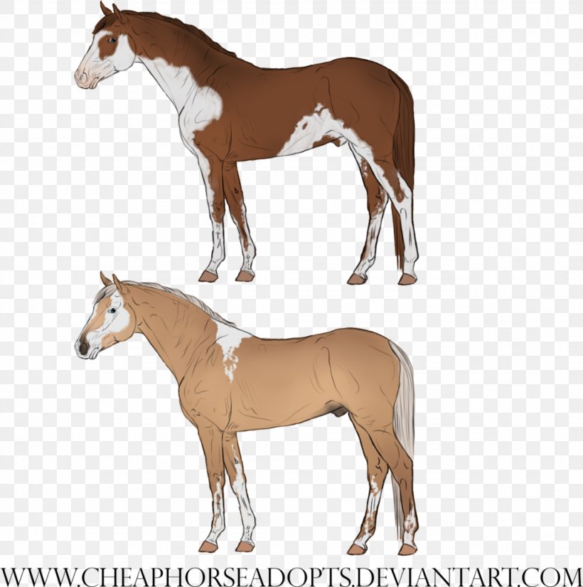 Mustang Foal Mare Halter Stallion, PNG, 1024x1031px, Mustang, Bridle, Colt, Foal, Halter Download Free