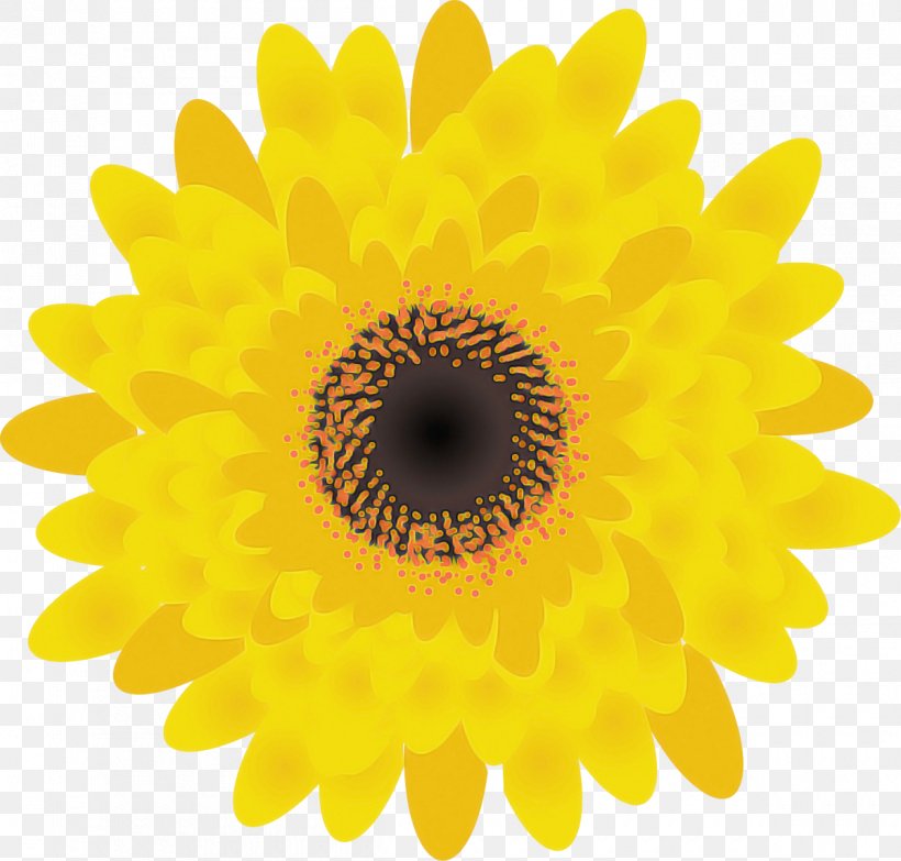 Sunflower, PNG, 1200x1147px, Sunflower, Flower, Gerbera, Petal, Plant Download Free
