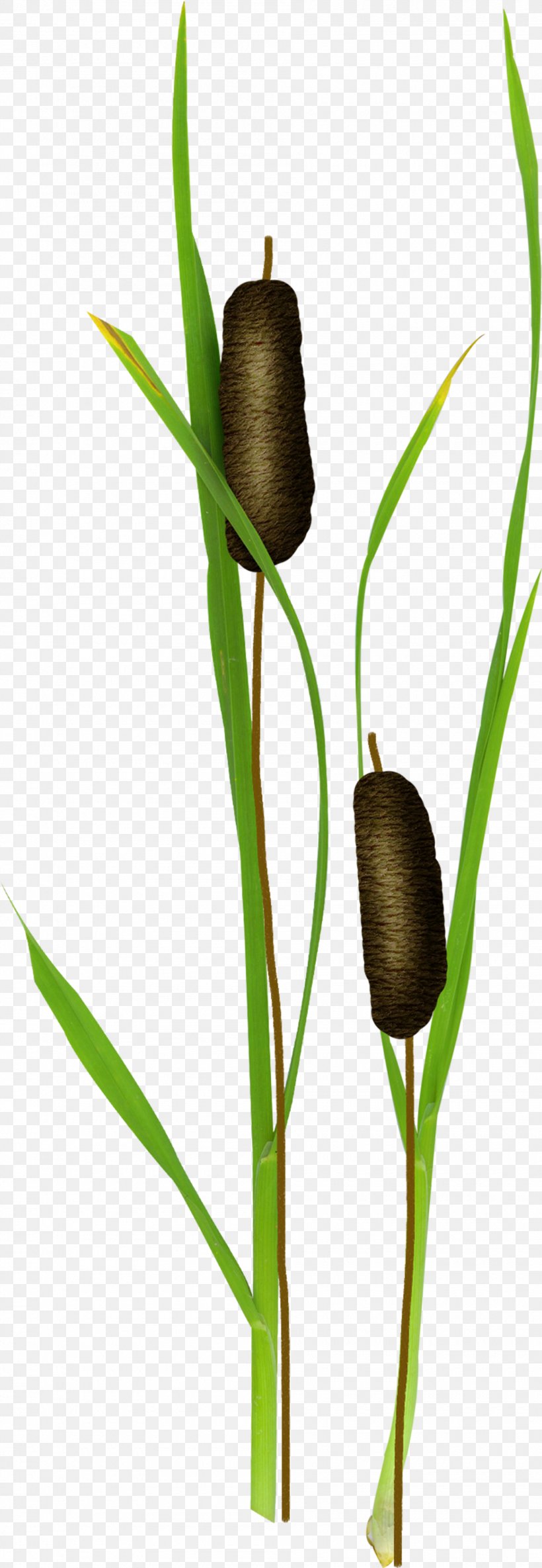 Typha Orientalis Candle Light Water, PNG, 1890x5462px, Typha Orientalis, Branch, Candle, Cattail, Commodity Download Free