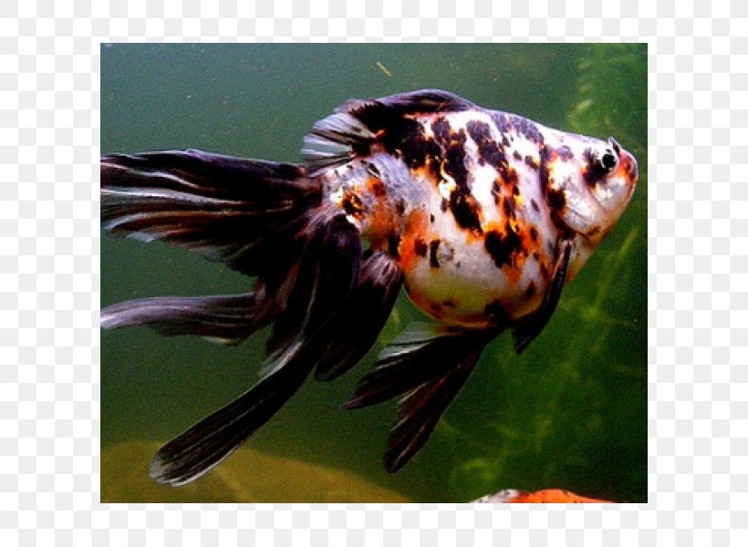 Fantail Comet Ryukin Shubunkin Veiltail, PNG, 600x600px, Fantail, Aquarium, Bony Fish, Breed, Bubble Eye Download Free