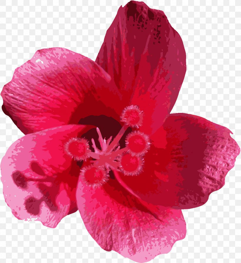 Flower Mallows Petal Lilium, PNG, 1291x1410px, Flower, Flowering Plant, Geraniaceae, Herbaceous Plant, Hibiscus Download Free