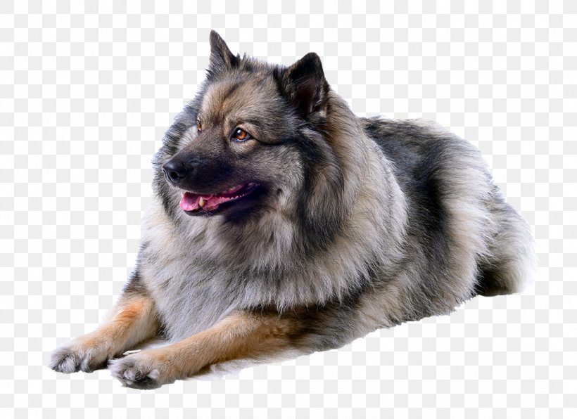 leonberger collie mix