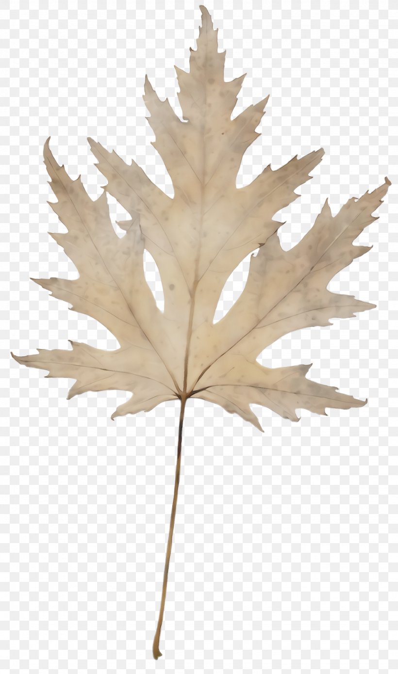 Maple Leaf, PNG, 1536x2604px, Watercolor, Beige, Black Maple, Flower, Flowering Plant Download Free