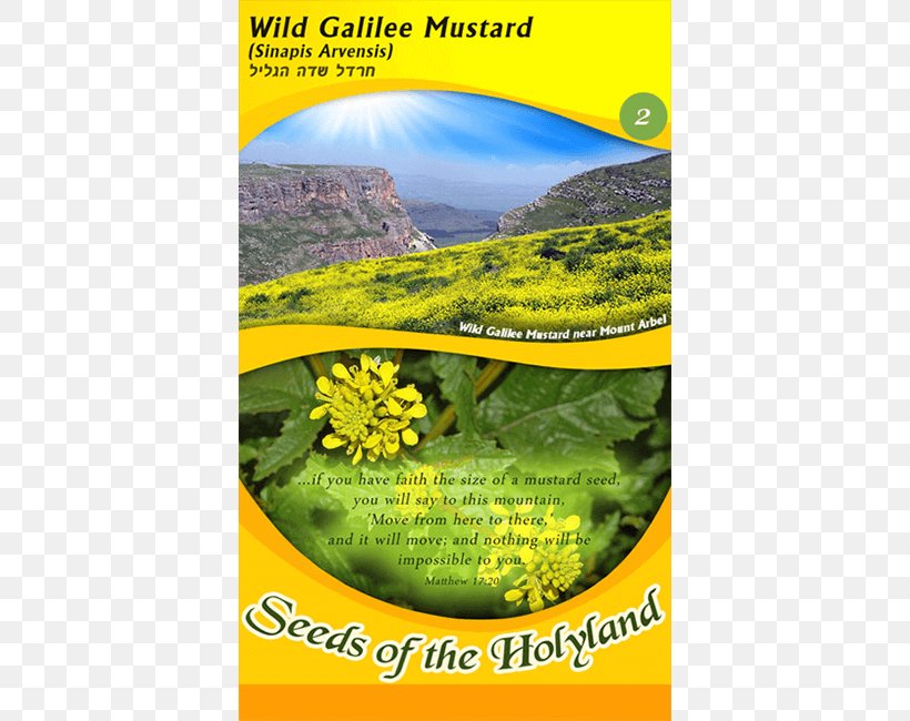 Parable Of The Mustard Seed Mustard Plant, PNG, 650x650px, Mustard Seed, Bible, Ecosystem, Flora, Flower Download Free
