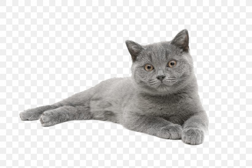 Chartreux British Shorthair Russian Blue Nebelung Korat, PNG, 1024x683px, Chartreux, Asian, British Semi Longhair, British Semilonghair, British Shorthair Download Free