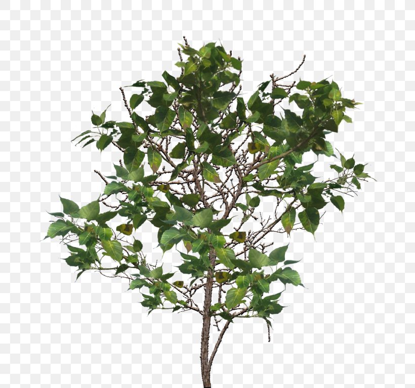 Common Ivy Houseplant Flowerpot Shrub, PNG, 768x768px, Common Ivy, Branch, Chinese Sweet Plum, Flowerpot, Houseplant Download Free