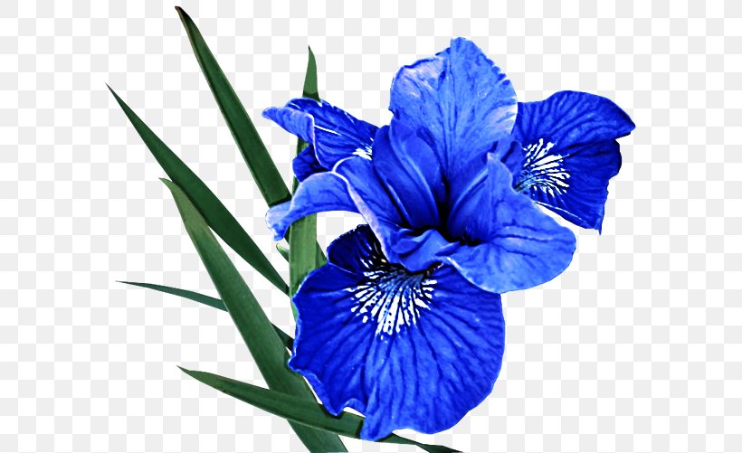 Flower Flowering Plant Blue Petal Plant, PNG, 600x501px, Flower, Algerian Iris, Blue, Flowering Plant, Gentian Family Download Free