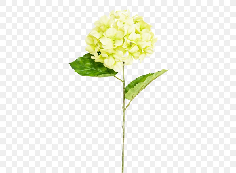 Hydrangea Cut Flowers Plant Stem, PNG, 800x600px, Hydrangea, Artificial Flower, Cornales, Cut Flowers, Floral Design Download Free