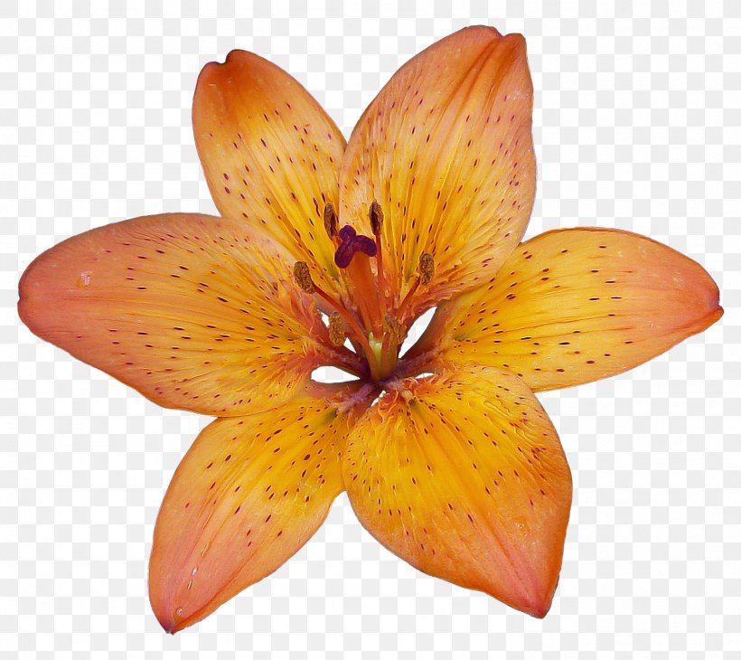 Lilium Bulbiferum Flower Patterns In Nature, PNG, 1487x1325px, Lilium Bulbiferum, Alstroemeriaceae, Aromatherapy, Bach Flower Remedies, Embryophyta Download Free