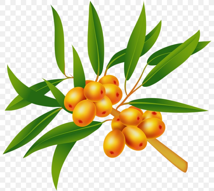 Seaberry Sea Buckthorn Oil Euclidean Vector Illustration, PNG, 800x732px, Seaberry, Berry, Branch, Buckthorn, Element Download Free
