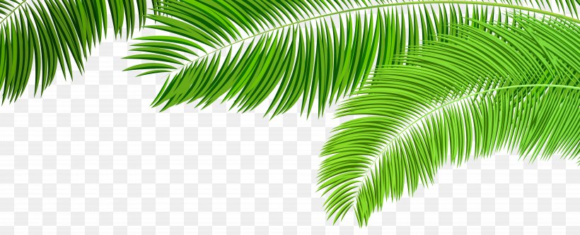 Arecaceae Palm Branch Palm-leaf Manuscript Clip Art, PNG, 8000x3252px, Arecaceae, Arecales, Drawing, Grass, Green Download Free