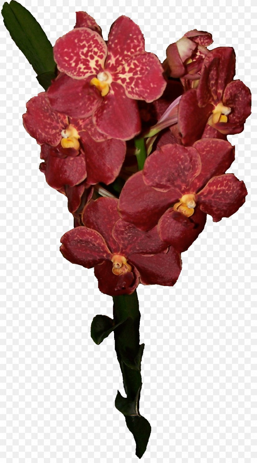 Flower Plant Ascocenda Singapore Orchid Moth Orchids, PNG, 969x1745px, Flower, Ascocenda, Cut Flowers, Flowering Plant, Magenta Download Free