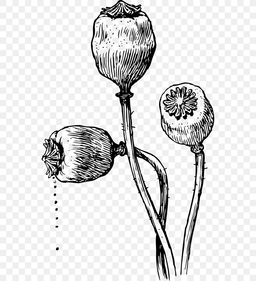 Poppy Seed Opium Poppy California Poppy Drawing, PNG, 554x900px, Poppy, Black And White, California Poppy, Drawing, Flora Download Free