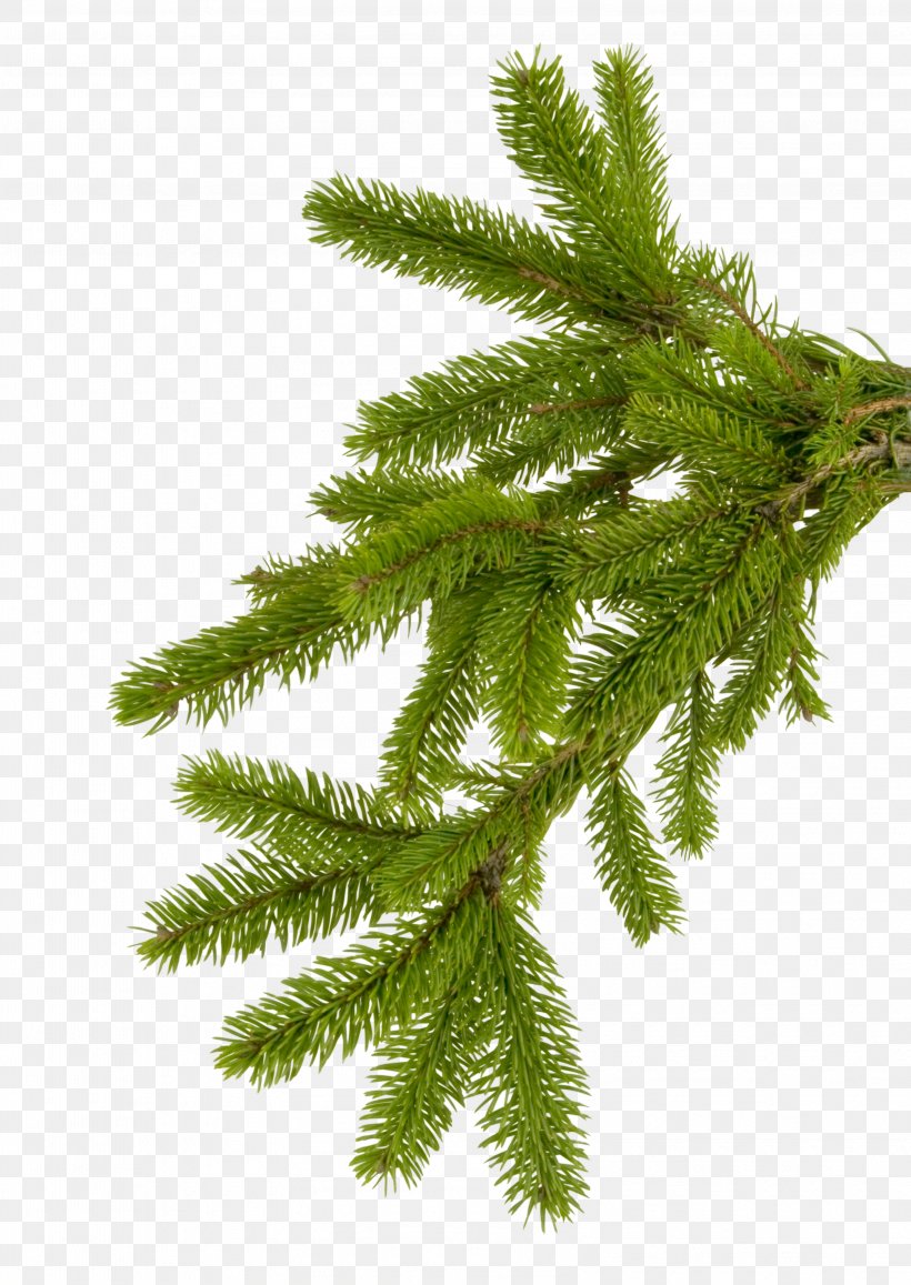 Branch Spruce Needle New Year Tree, PNG, 3208x4528px, Branch, Biome, Christmas, Christmas Ornament, Christmas Tree Download Free