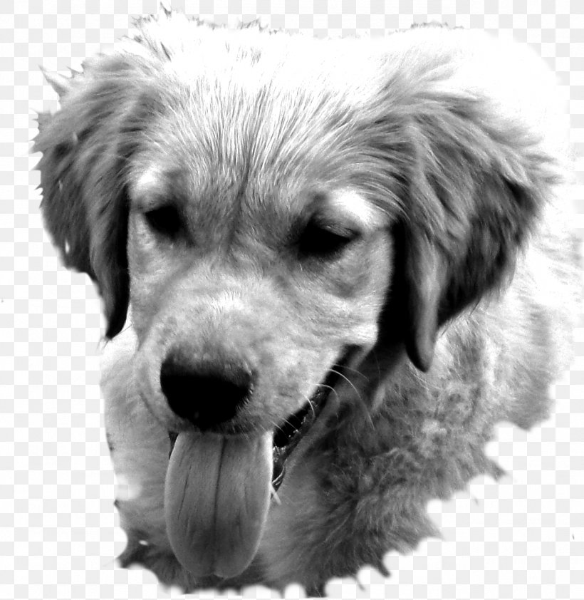 Golden Retriever Labrador Retriever Puppy Dog Breed Companion Dog, PNG, 1284x1320px, Golden Retriever, Black And White, Breed, Carnivoran, Companion Dog Download Free