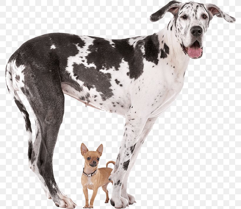 Great Dane Dog Breed Chihuahua Stock Photography Working Dog, PNG, 786x710px, Great Dane, Breed, Carnivoran, Chihuahua, Dog Download Free
