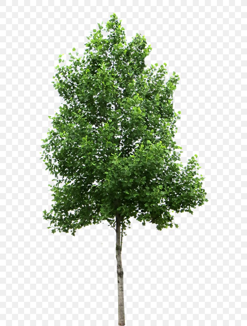 Small Trees Birch Deciduous Clip Art, PNG, 690x1080px, Small Trees, American Sycamore, Birch, Branch, Deciduous Download Free