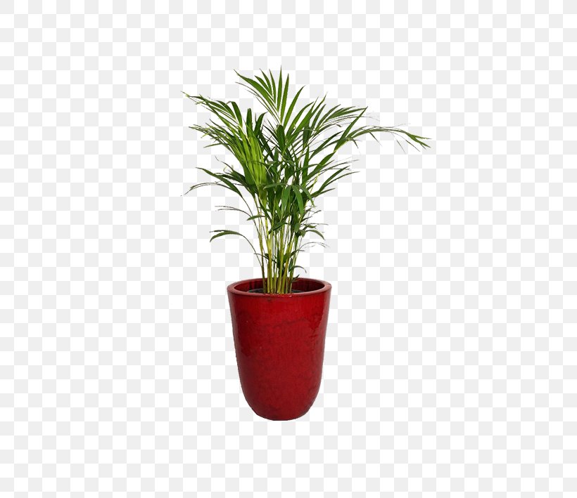 Arecaceae Redondo, Portugal Areca Palm Flowerpot Houseplant, PNG, 709x709px, Arecaceae, Areca Palm, Arecales, Diameter, Dypsis Download Free