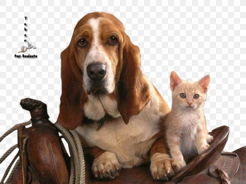 Basset Hound Puppy Kitten Cat Bloodhound, PNG, 1024x768px, Basset Hound, Animal, Beagle, Bloodhound, Cat Download Free
