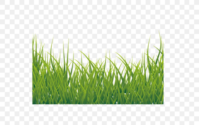 Euclidean Vector Icon, PNG, 595x516px, Lawn, Energy, Fundal, Grass, Grass Family Download Free