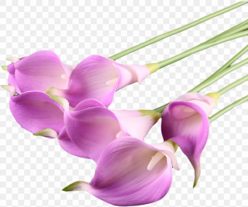 Flower Callalily Purple Arum-lily, PNG, 1280x1069px, Flower, Arumlily, Callalily, Cut Flowers, Flowering Plant Download Free