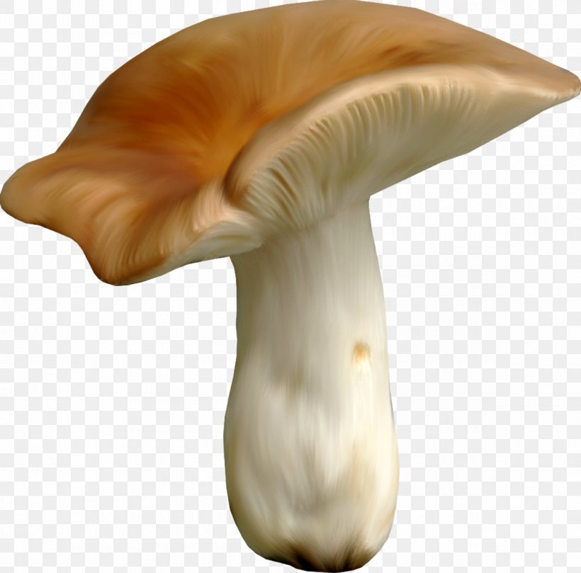 Oyster Mushroom Fungus Clip Art, PNG, 1200x1184px, Oyster Mushroom, Amanita, Digital Image, Edible Mushroom, Fungus Download Free