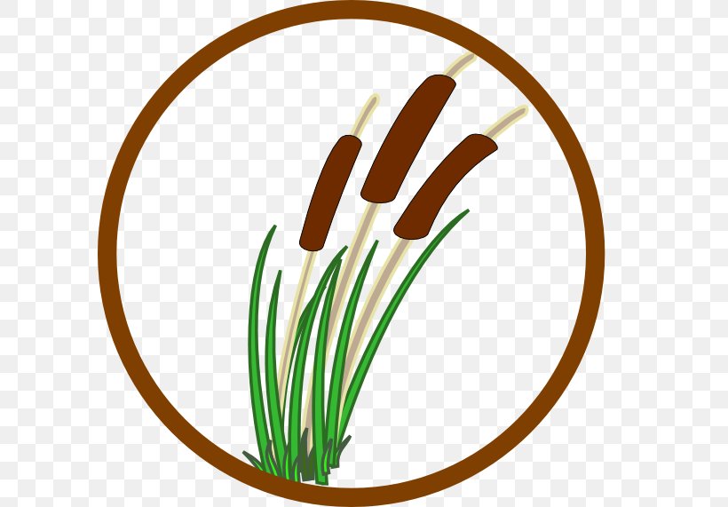 Pantanal Wetland Ecology Wetland Plants Clip Art, PNG, 600x571px, Pantanal, Cattail, Flower, Food, Free Content Download Free