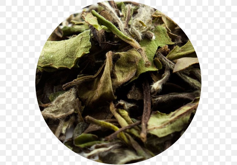 White Tea Bai Mudan Baihao Yinzhen Green Tea, PNG, 577x572px, White Tea, Bai Mudan, Baihao Yinzhen, Bancha, Black Tea Download Free