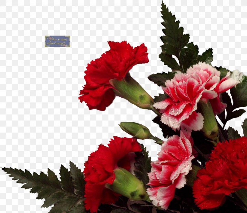 Wish Happy Birthday To You Love Friendship, PNG, 900x777px, Wish, Annual Plant, Begonia, Birthday, Boyfriend Download Free