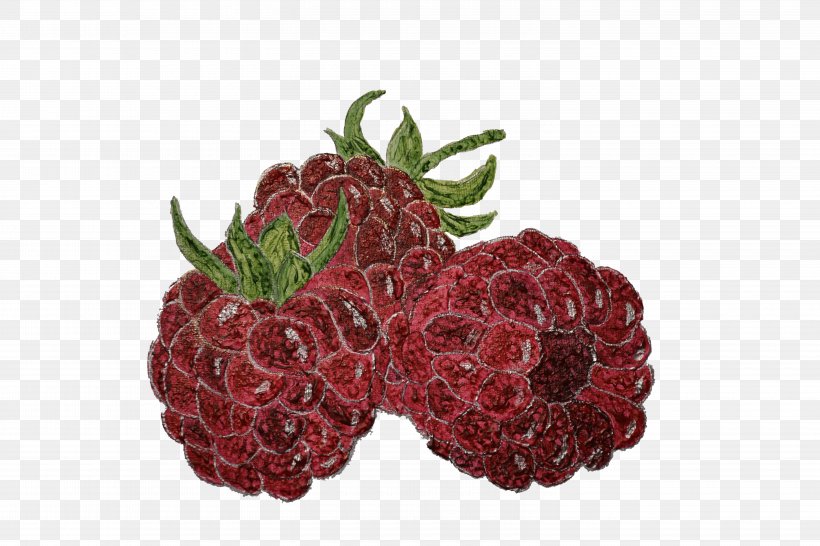 Association Agroparc Loganberry Boysenberry Strawberry Montfavet, PNG, 6000x4000px, Loganberry, Avignon, Berry, Blackberry, Boysenberry Download Free