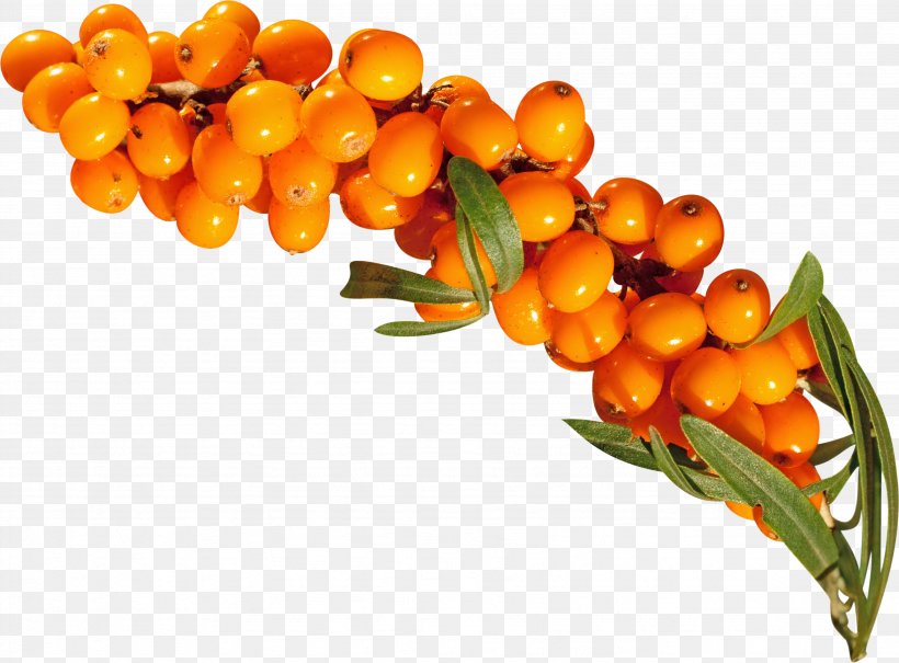 Fruit Orange Vegetarian Cuisine Sea Buckthorns, PNG, 3479x2571px, Seaberry, Auglis, Berry, Dietary Supplement, Digital Image Download Free