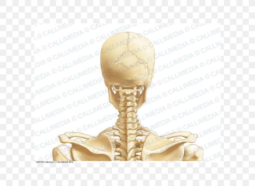 Posterior Triangle Of The Neck Head And Neck Anatomy Vein Cervical Vertebrae, PNG, 600x600px, Posterior Triangle Of The Neck, Anatomy, Arm, Artery, Blood Vessel Download Free