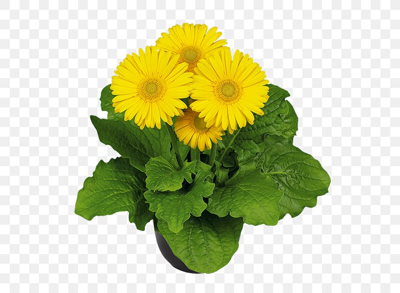 Transvaal Daisy Flower Chrysanthemum Seed Annual Plant, PNG, 600x600px, Transvaal Daisy, Annual Plant, Chrysanthemum, Chrysanths, Color Download Free