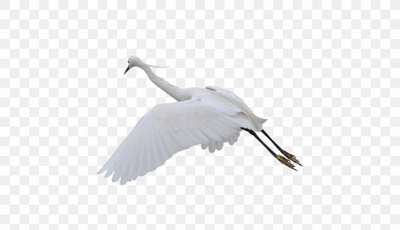 Water Bird Crane Goose Cygnini, PNG, 1318x760px, Bird, Anatidae, Beak, Crane, Crane Like Bird Download Free