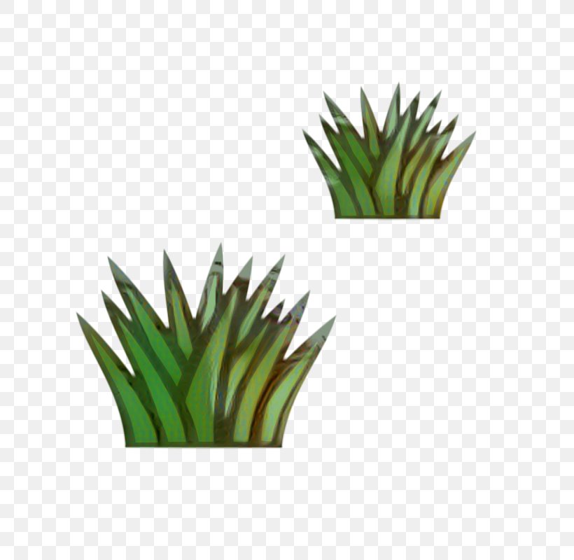Aloe Vera, PNG, 800x800px, Grasses, Aloe Vera, Aloes, Chives, Flower Download Free