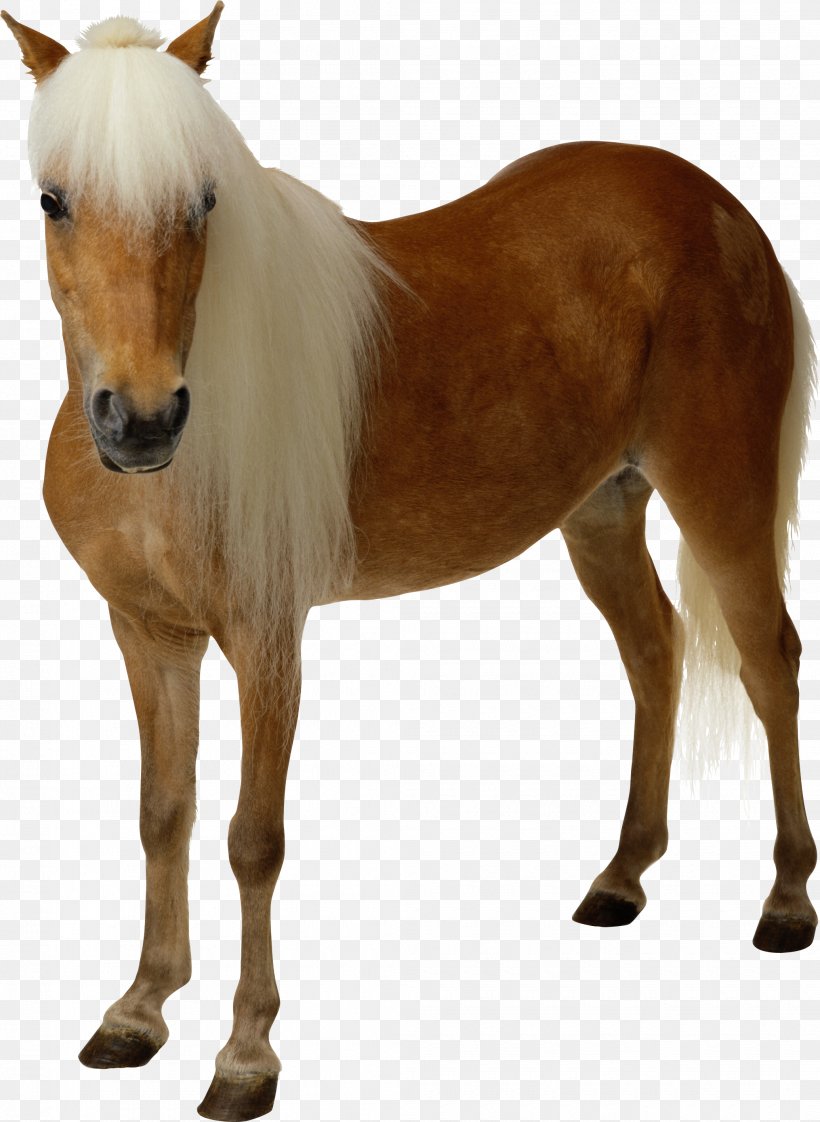 Arabian Horse Pony Clip Art, PNG, 2070x2834px, Arabian Horse, Bit, Colt, Display Resolution, Eohippus Download Free