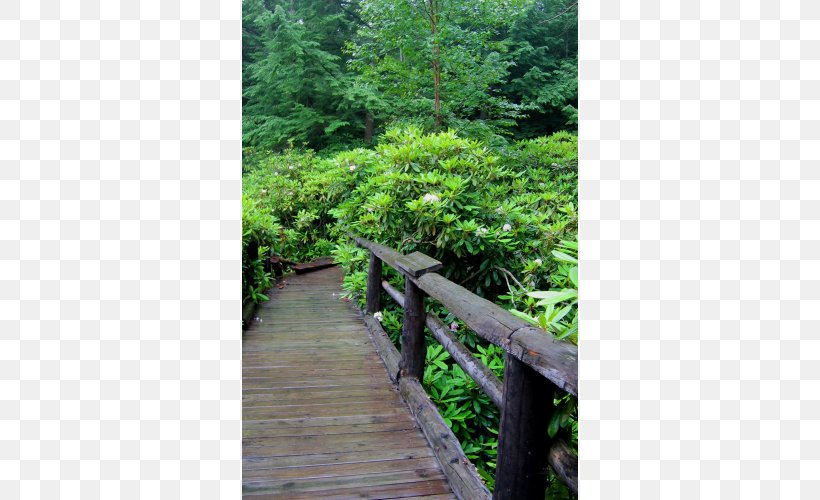 Botanical Garden Nature Reserve Tree Rainforest Vegetation, PNG, 500x500px, Botanical Garden, Botany, Flora, Forest, Garden Download Free