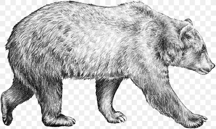 Grizzly Bear Drawing