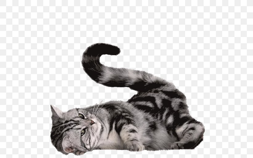 Persian Cat British Shorthair Exotic Shorthair Himalayan Cat Kitten, PNG, 512x512px, Persian Cat, Aggression, Animal, Black And White, Black Cat Download Free
