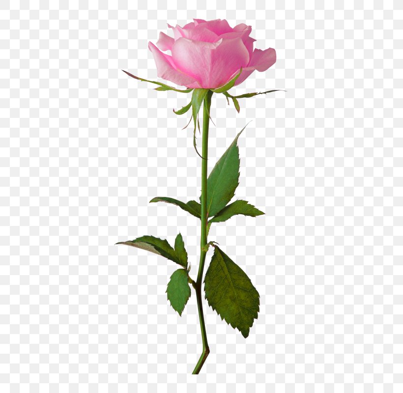 Rose Flower Clip Art, PNG, 431x800px, Rose, Black Rose, Bud, Cut Flowers, Drawing Download Free