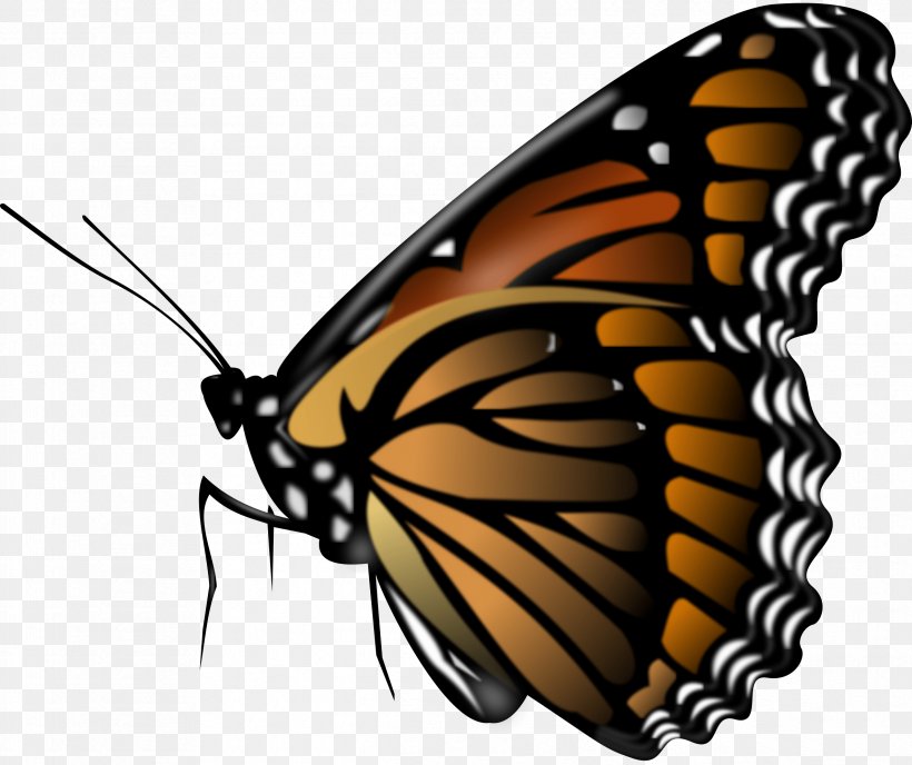 Butterfly Insect Clip Art, PNG, 2381x2000px, Butterfly, Arthropod, Brush Footed Butterfly, Butterflies And Moths, Color Download Free